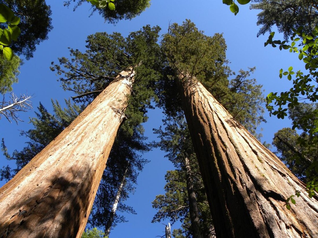 Calaveras Big Trees State Park