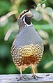 California Quail