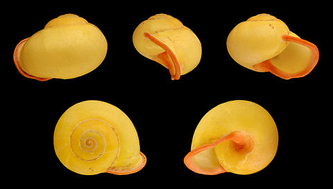 Yellow variety