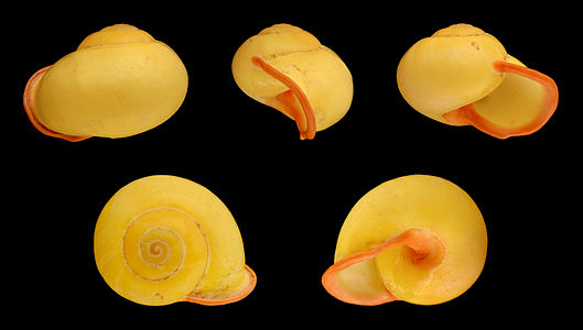 Calocochlia festiva (Yellow form)