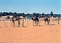 Camels in Tshabong, Botswana2.jpg