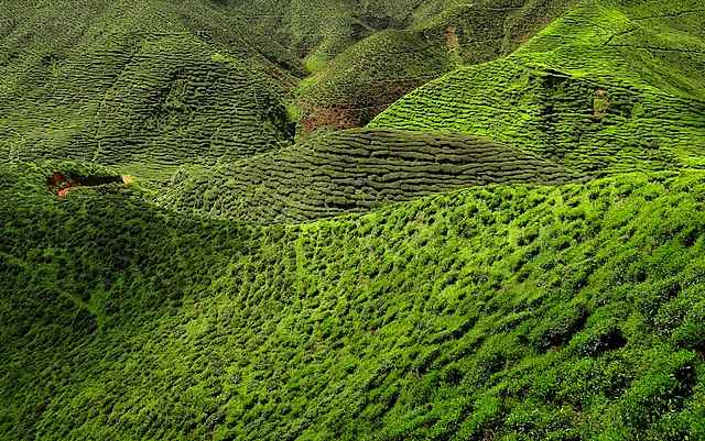 A tea plantation in the Cameron Highlands in Malaysia