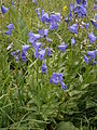 Campanula rhomboidalis group