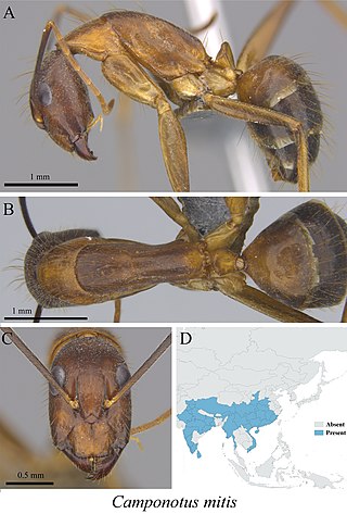 <i>Camponotus mitis</i> Species of ant