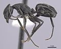 Miniatura para Camponotus morosus