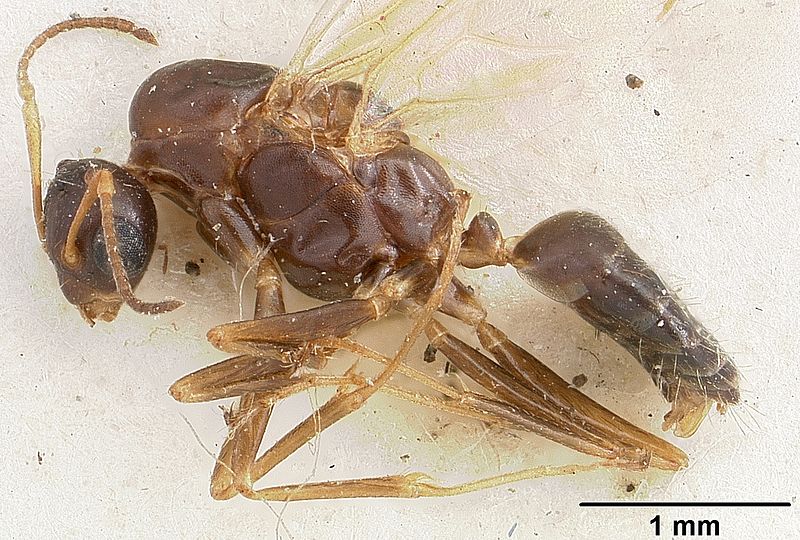 File:Camponotus thomasseti casent0101708 profile 1.jpg