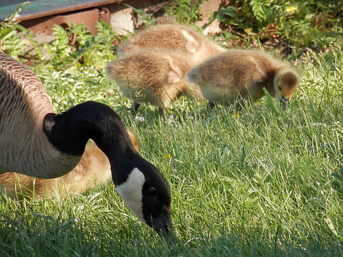 Canada Geese (Branta canadensis), Adult and Juveniles