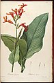 Canna tuerckheimii (C. gigantea) Liliac. 6. 331. 1811.jpg