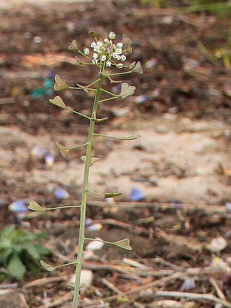 File:Capsella bursa-pastoris 007.JPG