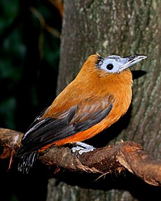 Capuchinbird - Perissocephalus tricolor.jpg