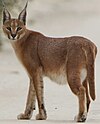 Caracal on the road, early morning in Kgalagadi (36173878220) (cropped).jpg