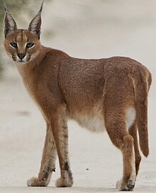 caracal full grown