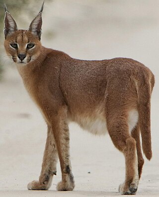 <span class="mw-page-title-main">Caracal</span> Medium-sized wild cat