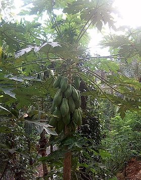Melontræ (Carica papaya) fotograferet i Sydindien af Mette Nielsen.