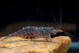 <i>Caridina longidigita</i> Species of crustacean