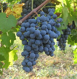 Carménère Variety of grape