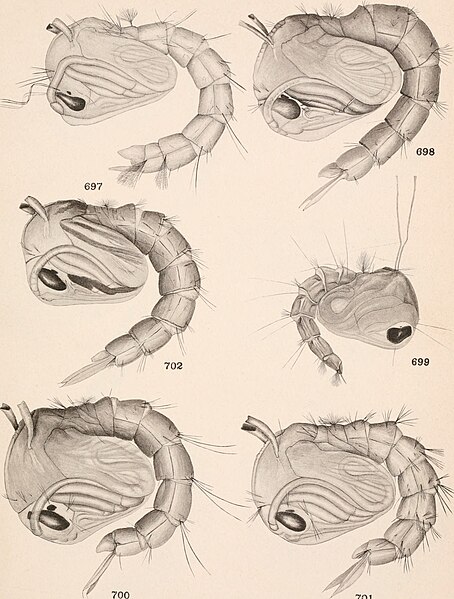 File:Carnegie Institution of Washington publication (1912) (20352075579).jpg