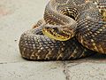 Crotalus durissus, serpente fotografada em Viçosa, Minas Gerais. Animal cada vez mais, encontrado em regiões de Mata Atlântica devido a destruição do Cerrado.
