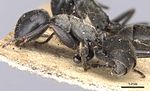 Thumbnail for Camponotus leonardi