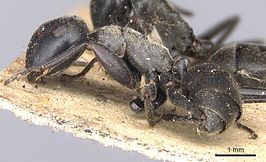 Camponotus leonardi