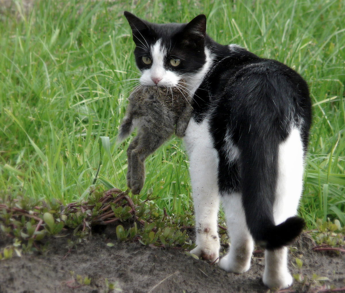 野猫 Wikipedia