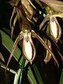 Catasetum tabulare flower