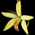 Cattleya blumenscheinii