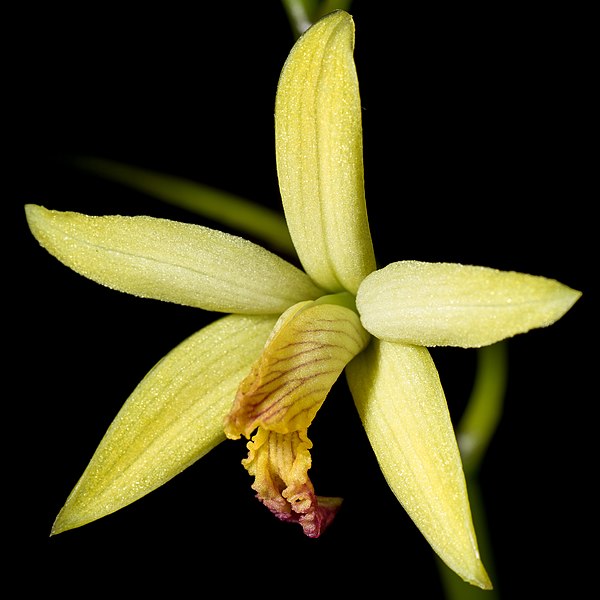 File:Cattleya blumenscheinii (Pabst) Van den Berg, Neodiversity 3- 4 (2008). (40043518361) - cropped.jpg