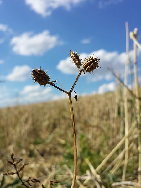 File:Caucalis platycarpos subsp. platycarpos sl20.jpg