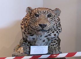 Caucasus Leopard in Georgian National Museum 04.JPG