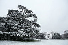 Snow on the Atlas Cedar on the South Lawn in January 2007 CedarLebanonSouthlawn.jpg