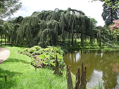 Arboretum de la Vallée-aux-Loups à Châtenay-Malabry .