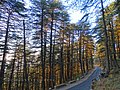 C. deodara forest at Chail, Himachal Pradesh, India.