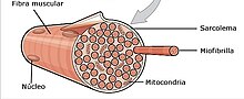 Miniatura para Fibra muscular