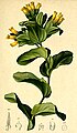 Cerinthe alpina (Cerinthe glabra)