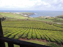 Teefelder der Fabrik Chá Porto Formoso