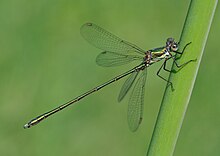 Chalcolestes viridis qtl1 orig.jpg