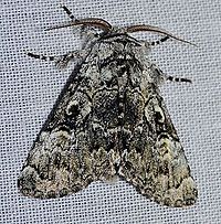 Charadra deridens - Laugher Moth (14099221849).jpg