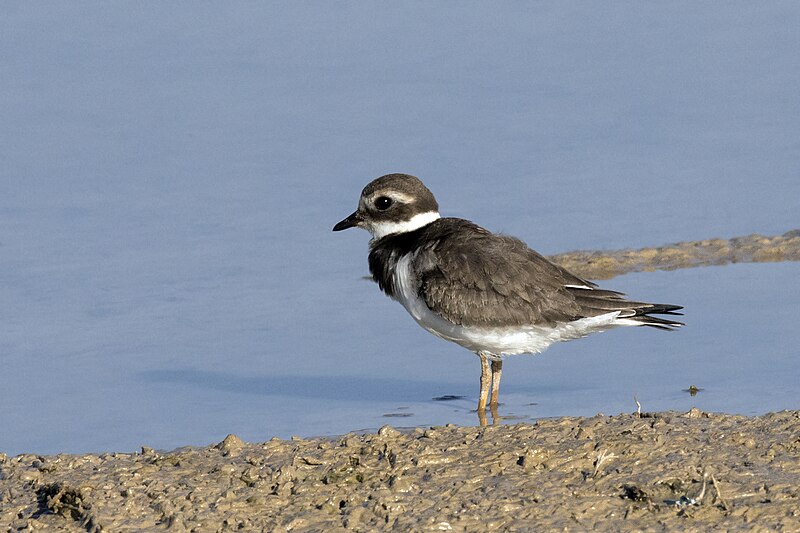 File:Charadrius hiaticula - Ringed Plover, Mersin 2018-09-23 00.jpg