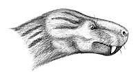 Charassognathus