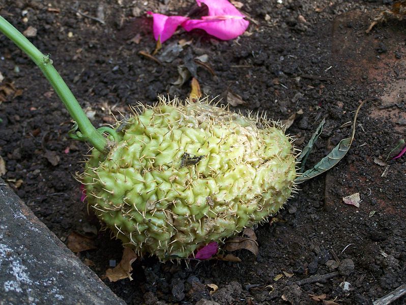 File:Chayote.jpg