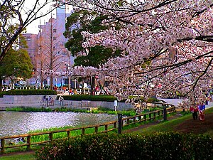 CherryBlossomsUkimaPark.jpg