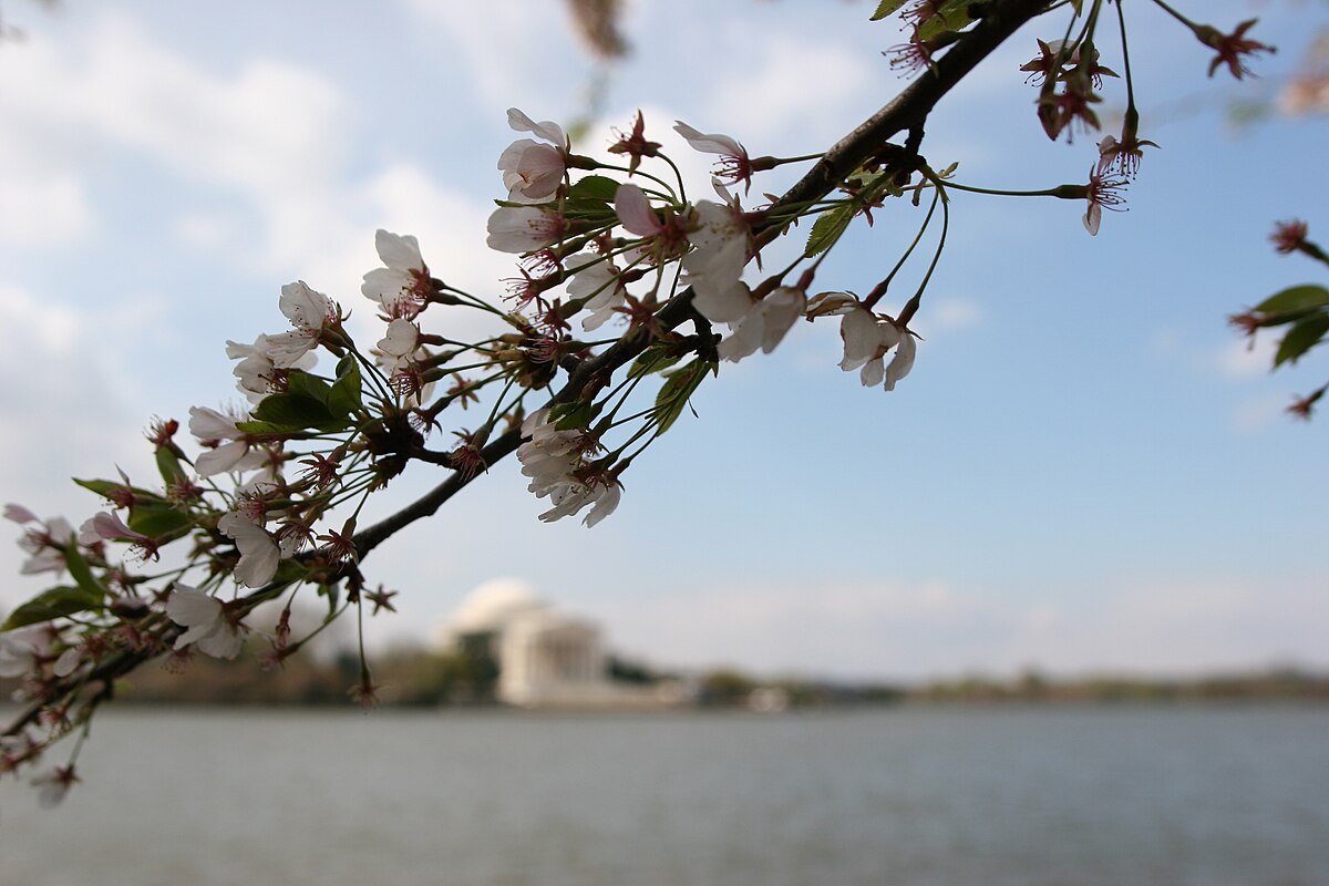 Being blossom