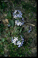 Chesapeake and Ohio Canal National Historical Park CHOH9649.jpg