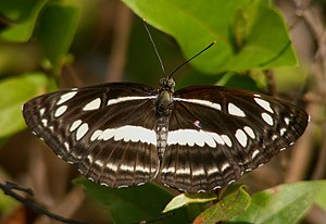 Chestnut Streaked Sailer Neptis Jumbah (5468119323).jpg