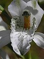 Chloraea piquichen Labellum