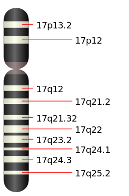 The acidic keratins are encoded on chromosome 17 (17q21.2).
