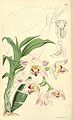 Chysis limminghei (as syn. Chysis aurea var. limminghei) plate 5264 in: Curtis's Bot. Magazine (Orchidaceae), vol. 87, (1861)