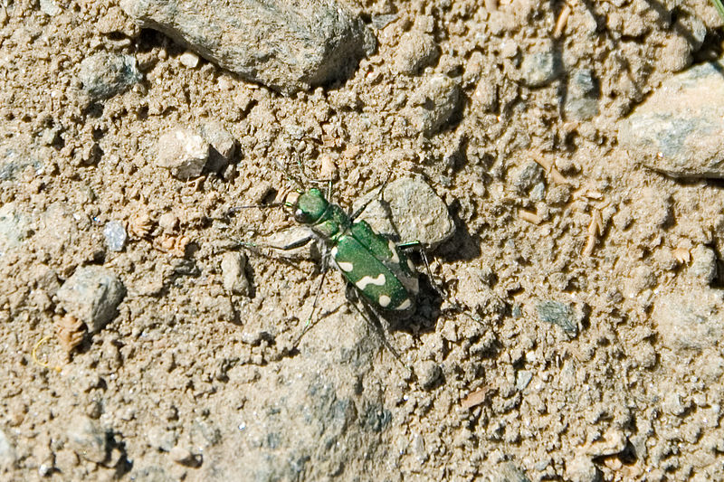 File:Cicindela gallica.jpg