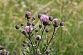 Cirsium arvense